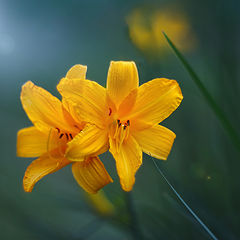 photo "***"