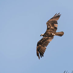 photo "Osprey"