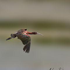 фото "Glossy Ibis"