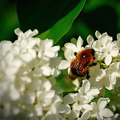photo "***"