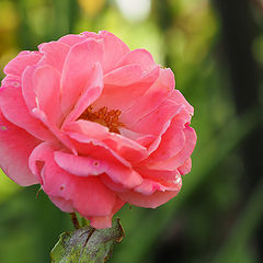 photo "Rose"