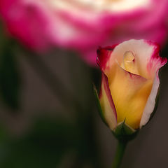 photo "***"