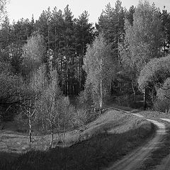 фото "Лесная..."
