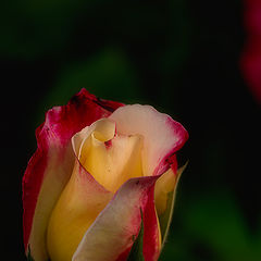 фото "***"