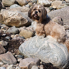 photo "Oskar at the beach"