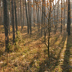 photo "***"