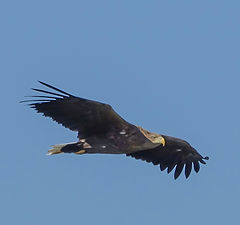 photo "Control flight over the territory"