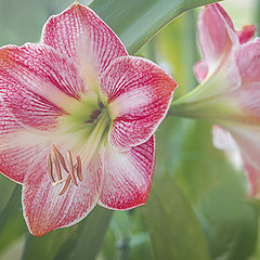 photo "Amaryllis"