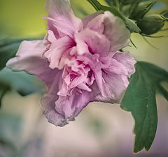 photo "Postcard #2"