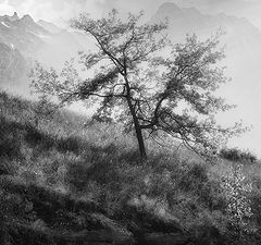 photo "***"