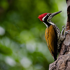 фото "Greater Flameback"