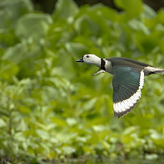 фото "Cotton Pygmy Goose"