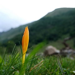 photo "***"