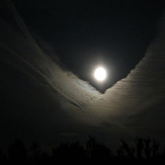 photo "Night bird"