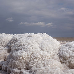 photo "Small forms: dormant"
