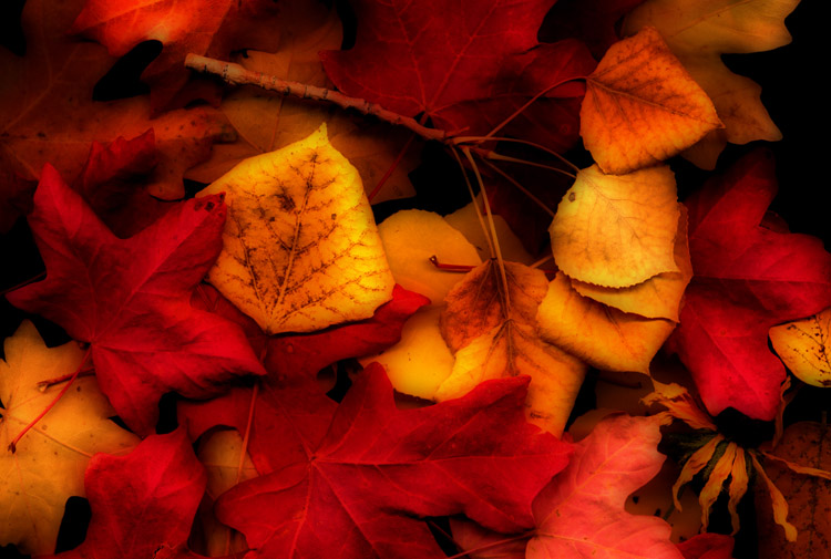 photo "Fall Leaves" tags: still life, nature, flowers