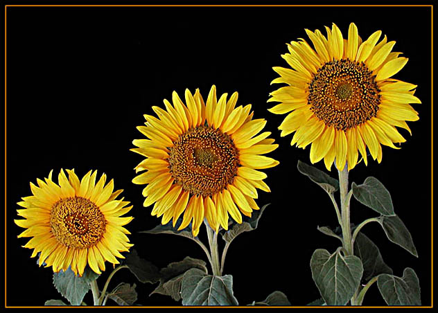 photo "Sunflower family" tags: nature, flowers