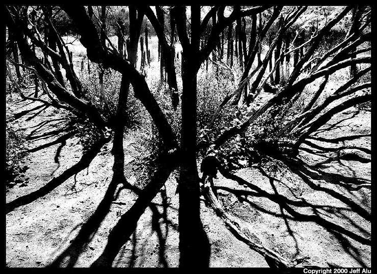 фото "Branches" метки: черно-белые, природа, цветы
