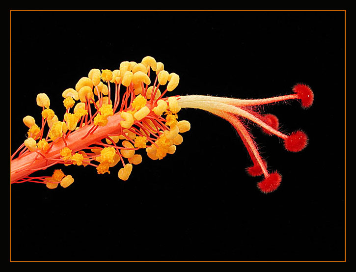 photo "End of hibiscus." tags: macro and close-up, 