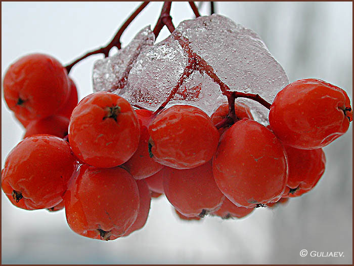 photo "rowanberry" tags: macro and close-up, 