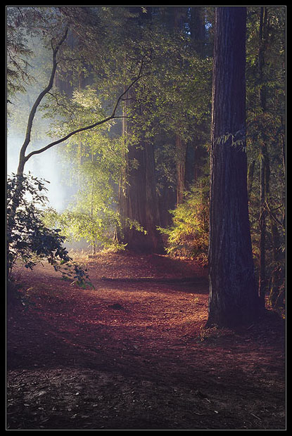 photo "Redwood Forest #2 (for Mike Baldwin)" tags: landscape, forest
