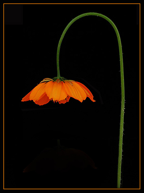photo "The lamp" tags: nature, flowers