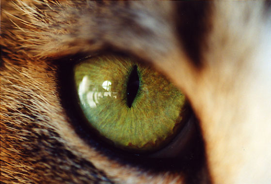 photo "green eye" tags: nature, macro and close-up, pets/farm animals