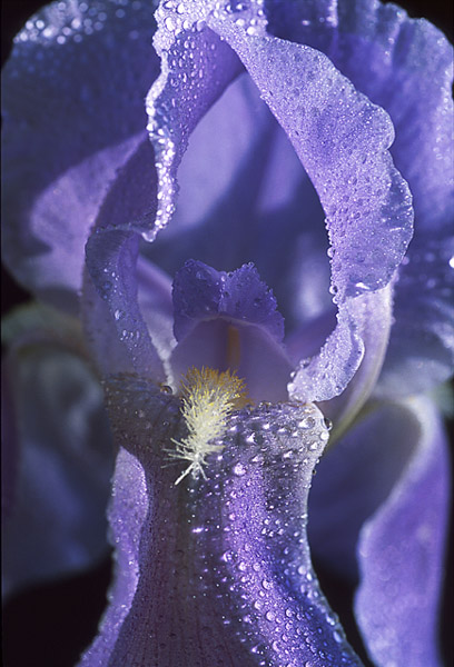 photo "Open To Spring" tags: macro and close-up, nature, flowers