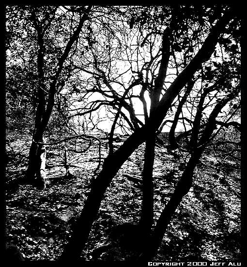 photo "Trees" tags: black&white, nature, 