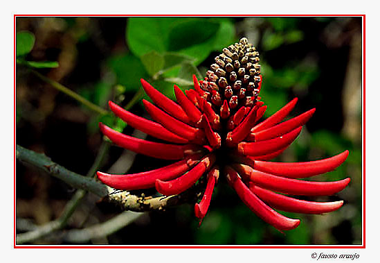 photo "In the tropics" tags: nature, travel, South America, flowers