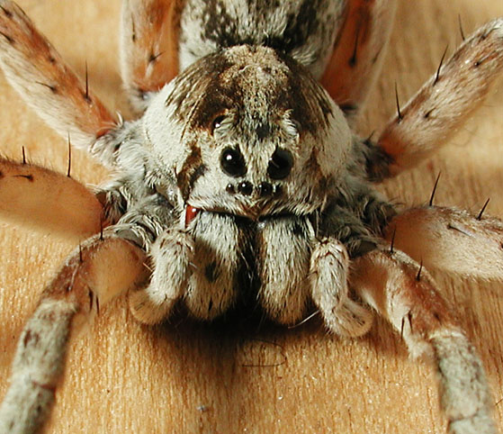photo "Spider portrait" tags: macro and close-up, 