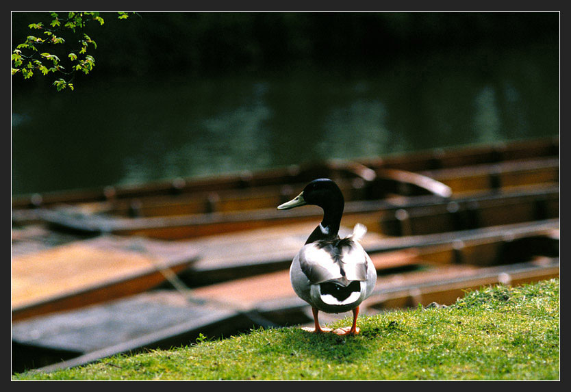 фото "On the bank" метки: пейзаж, природа, вода, домашние животные
