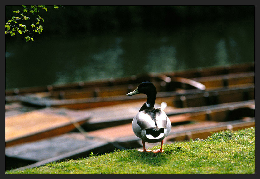 photo "On the bank" tags: landscape, nature, pets/farm animals, water