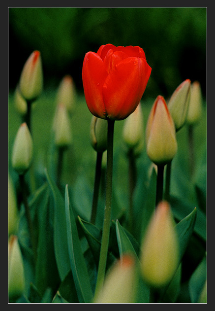 фото "Pomp" метки: природа, пейзаж, весна, цветы