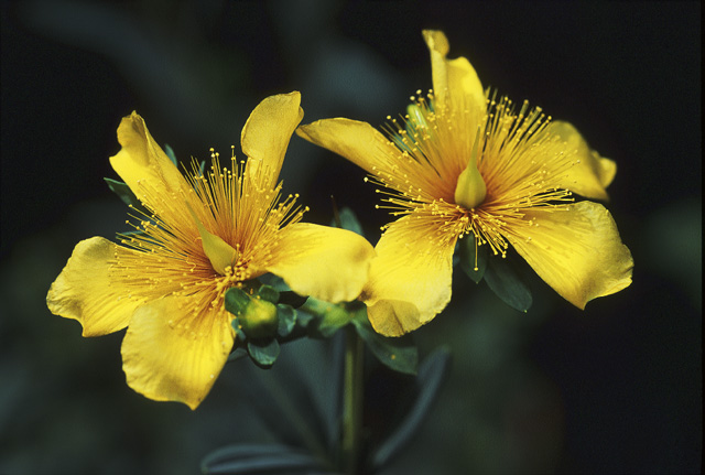 photo "Yellow Stars" tags: nature, macro and close-up, flowers