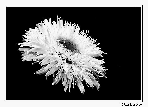 photo "Chrysantemum" tags: nature, flowers