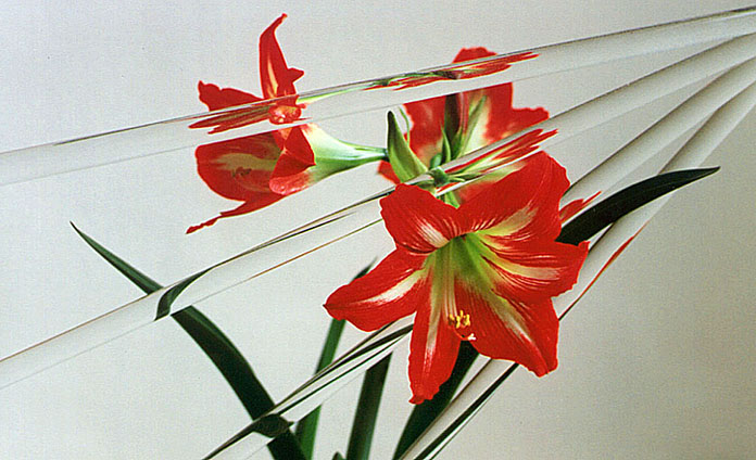 photo "Too fragile..." tags: misc., still life, 