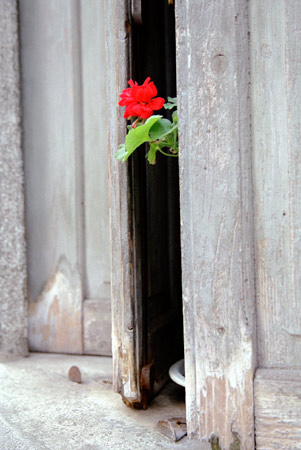 photo "Shy" tags: still life, 