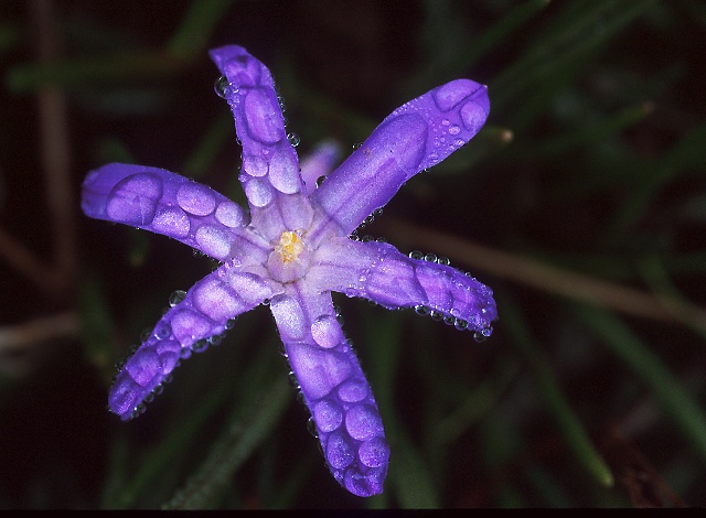 фото "Starfish Of A Flower" метки: макро и крупный план, природа, цветы