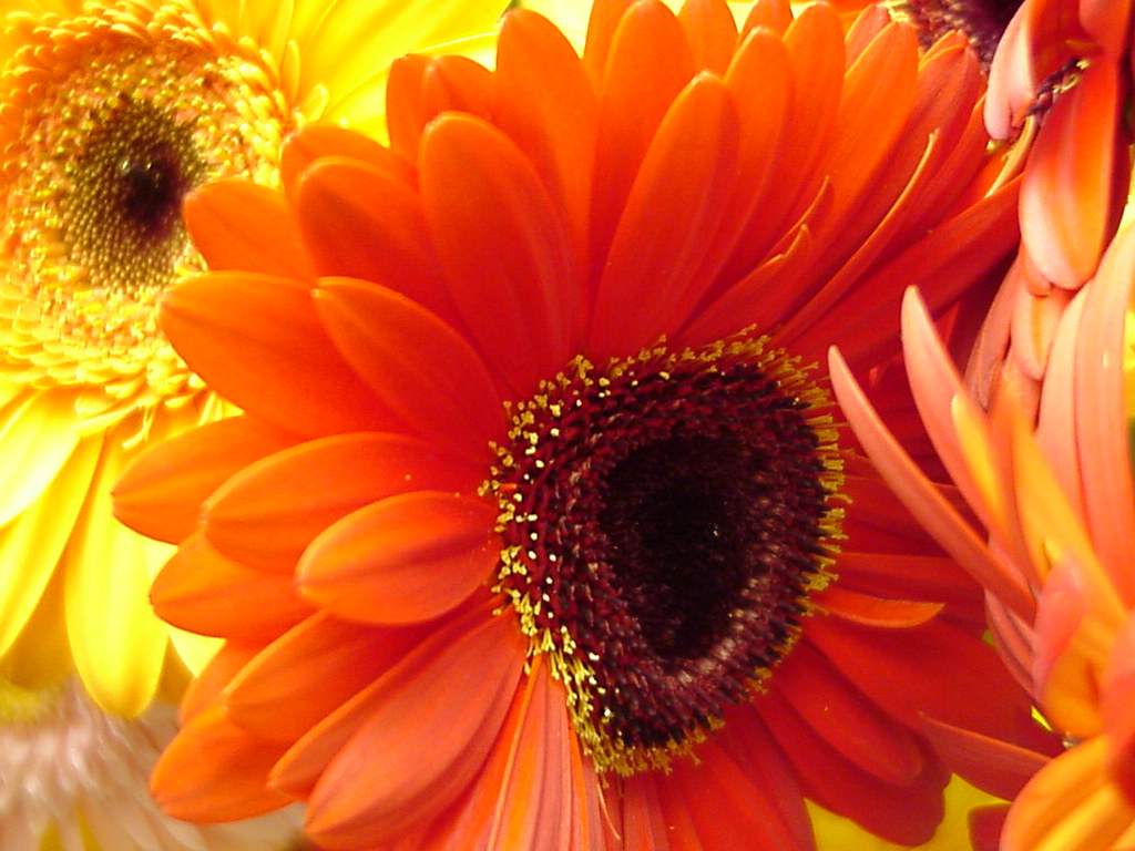 photo "Untitled photo" tags: nature, flowers