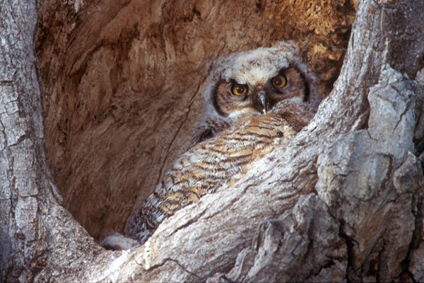 photo "Baby Owl" tags: nature, wild animals