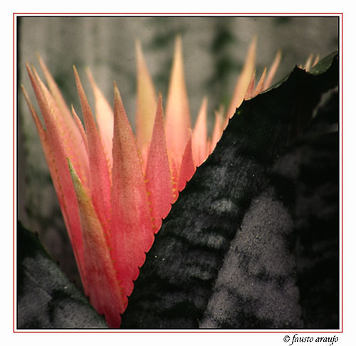 photo "Bromelia" tags: nature, flowers