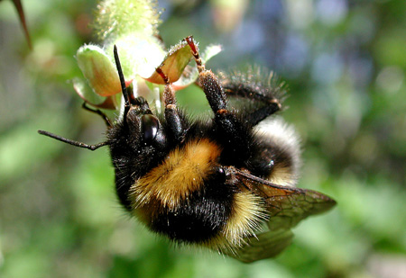 photo "Bumblebee" tags: nature, insect