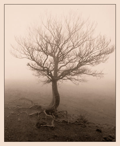 photo "Creeping tree" tags: landscape, forest, mountains