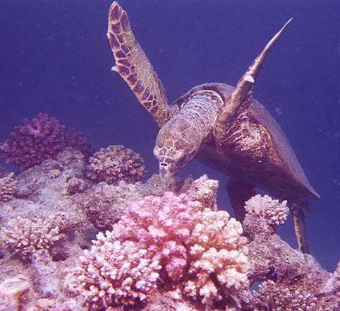 фото "подводная странница" метки: природа, дикие животные