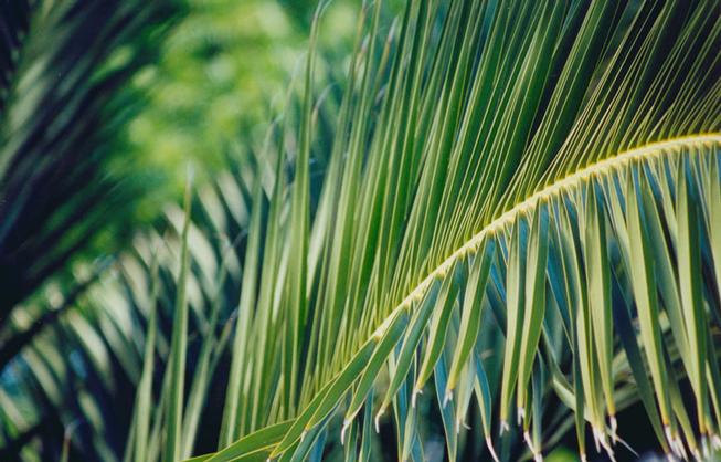 photo "Green" tags: nature, flowers