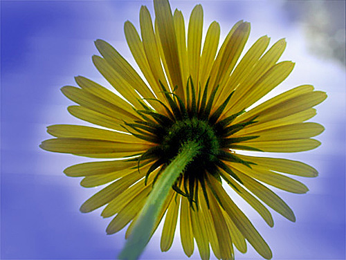 photo "From underneath !" tags: nature, flowers