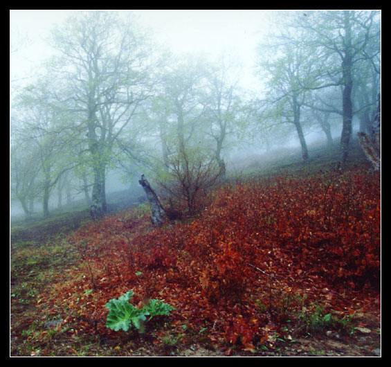 photo "Spring fog #2" tags: landscape, forest, spring