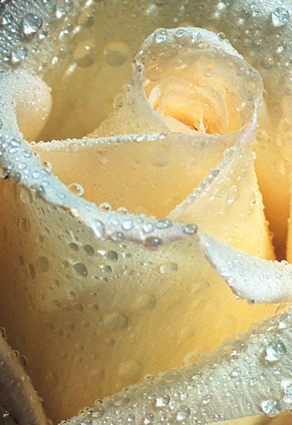 фото "Jewel Inside The Rose" метки: макро и крупный план, природа, цветы