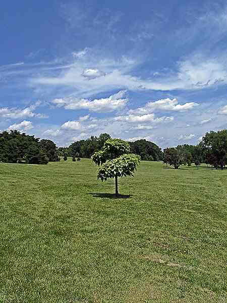 photo "The Tree" tags: landscape, nature, flowers, forest